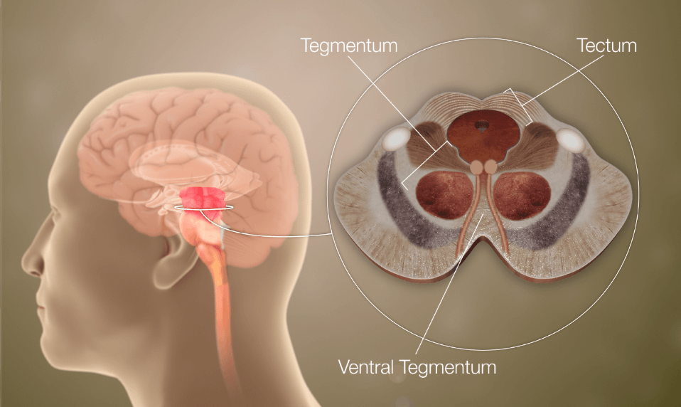 área tegmental ventral, comida y emociones, neuroanatomía, psicología