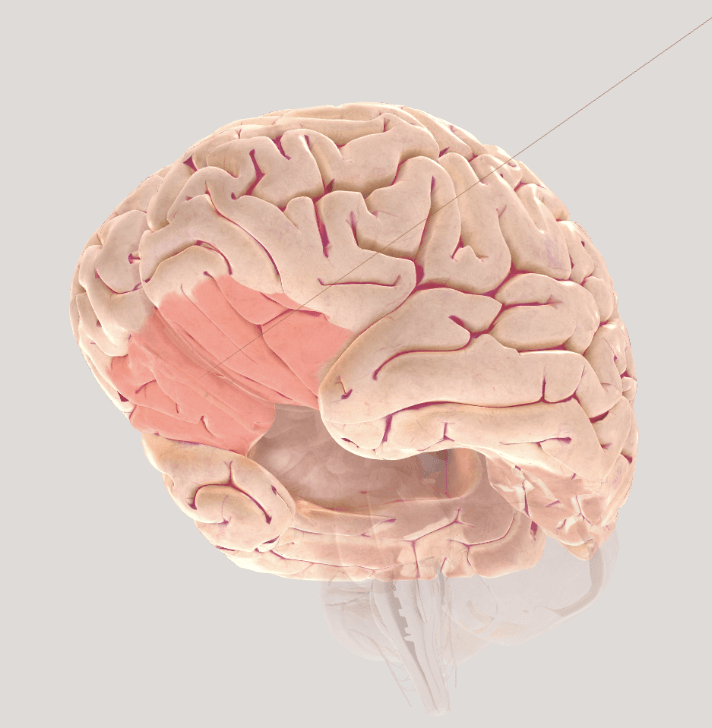 corteza orbitofrontal, comida y emociones, psicologia, neuroanatomía
