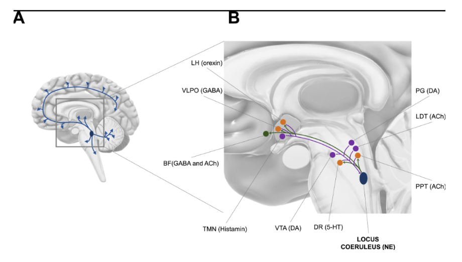 cerebro y sueño; psicologia; sueño; fases del sueño