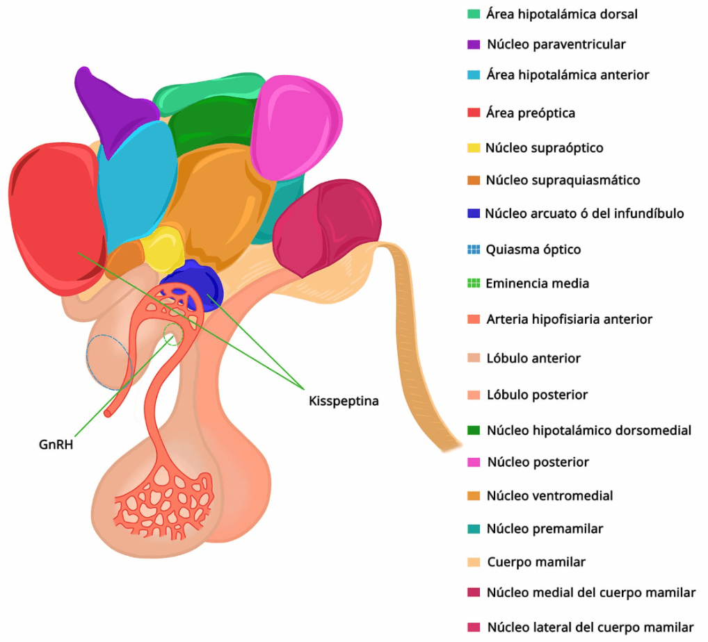comida y emociones, psicologia, neuroanatomía, núcleo arcuato